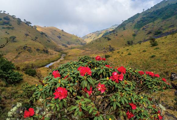 Nilgiri Biosphere Reserve
