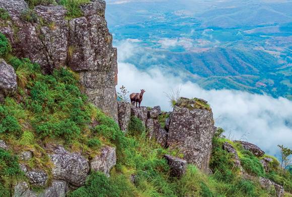 Nilgiri tahr