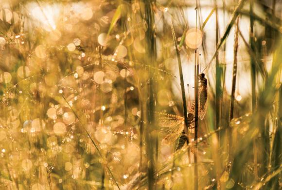 Microworlds in the Grass