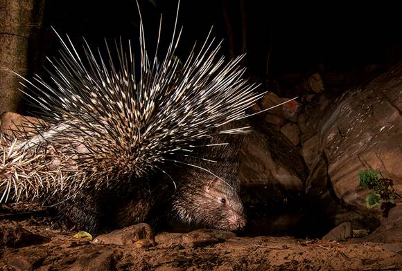 Poky, Spiky and Pied