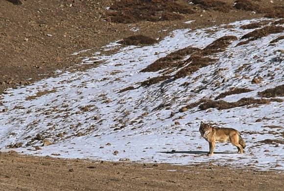 On the Wolf Trail