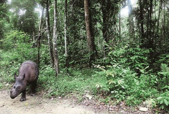 Run Rhino Run