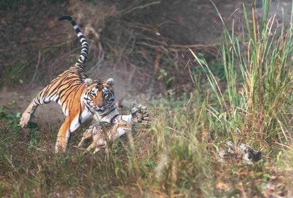 The Thrill of Nature