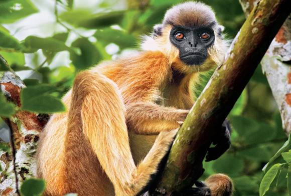 The Capped Monkeys Of India's Northeast