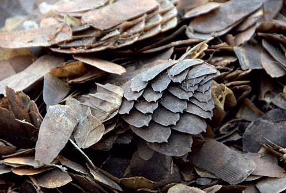 Pangolins in Peril