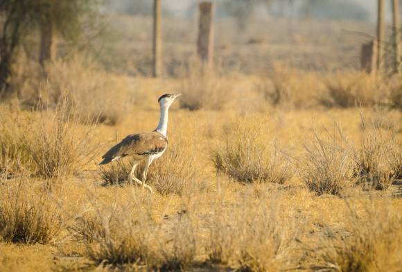 Breed Or Bust? Can Captive Breeding Save The Great Indian Bustard?