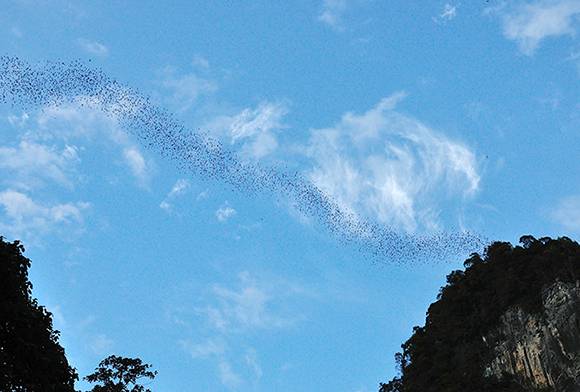 Bats in the Land of Hornbills