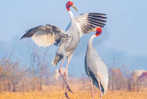 Sustaining Environment And Wildlife Assemblage (SEWA)