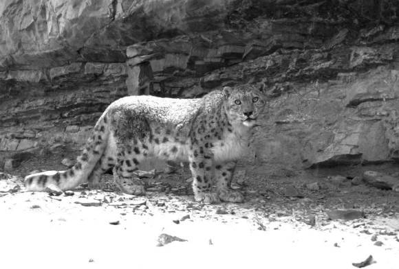 Mistakenly Captured Snow Leopard Cub Awaits Release in Himachal