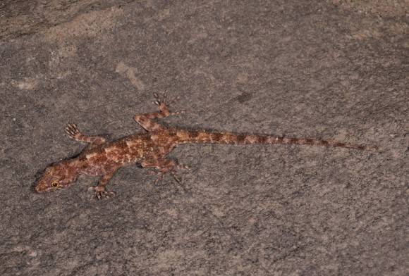 Three New Species of Geckos Described from Southern India