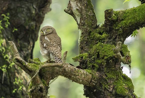 Dihing Patkai: Where Owls Thrive