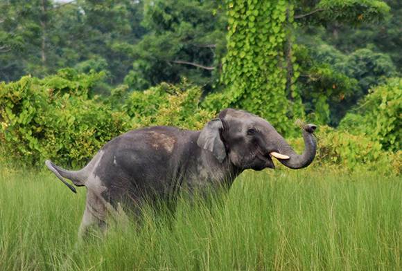 Biodiversity And Elephant Conservation Trust