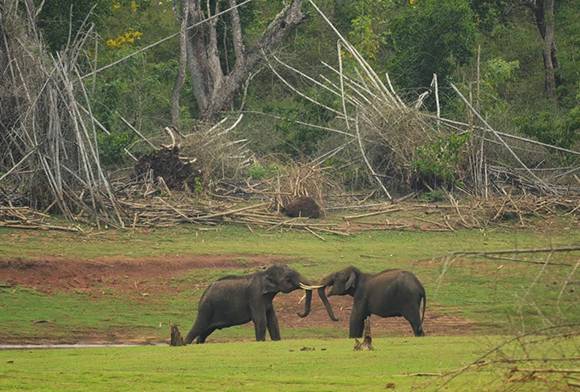Giant Hearts: Travels In The World Of Elephants