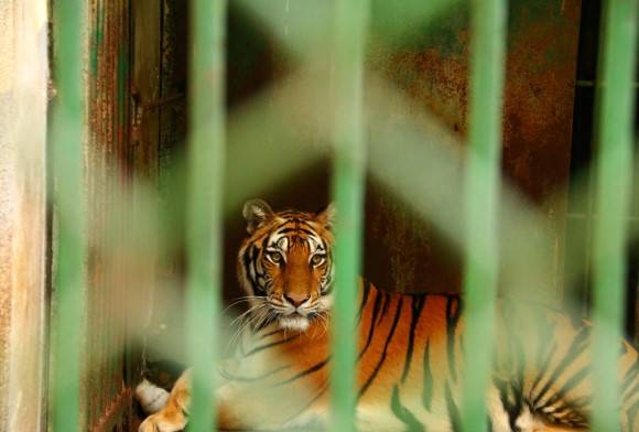 Roadside Tigers in the United States