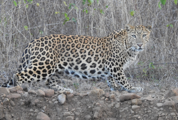 Tigers in Leopard Habitat