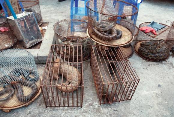 The Wildlife Crime Nexus