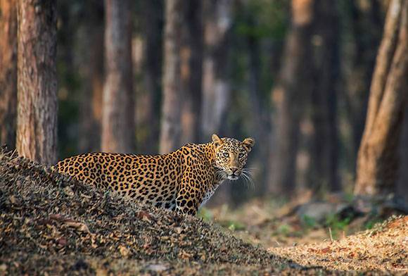 Grow Fast And Die Young - The Accelerated Life Of A Jawai Leopard