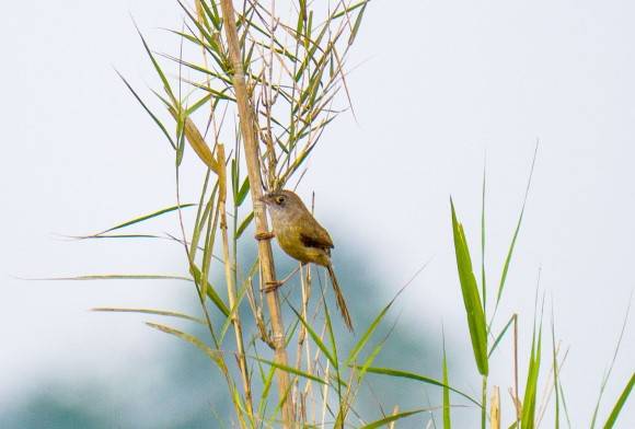 India's Rarest, Least-Known Birds