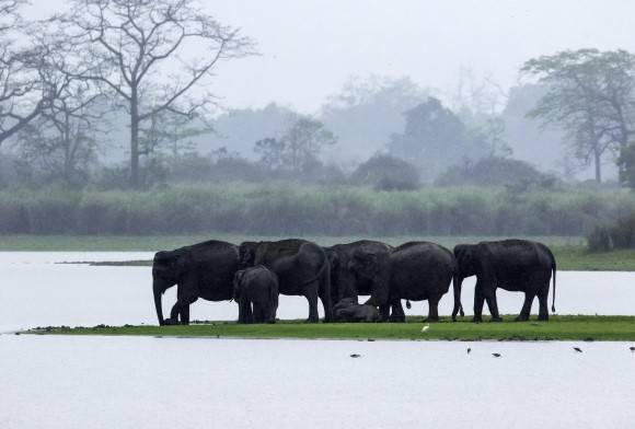 The Asian Elephant Saga