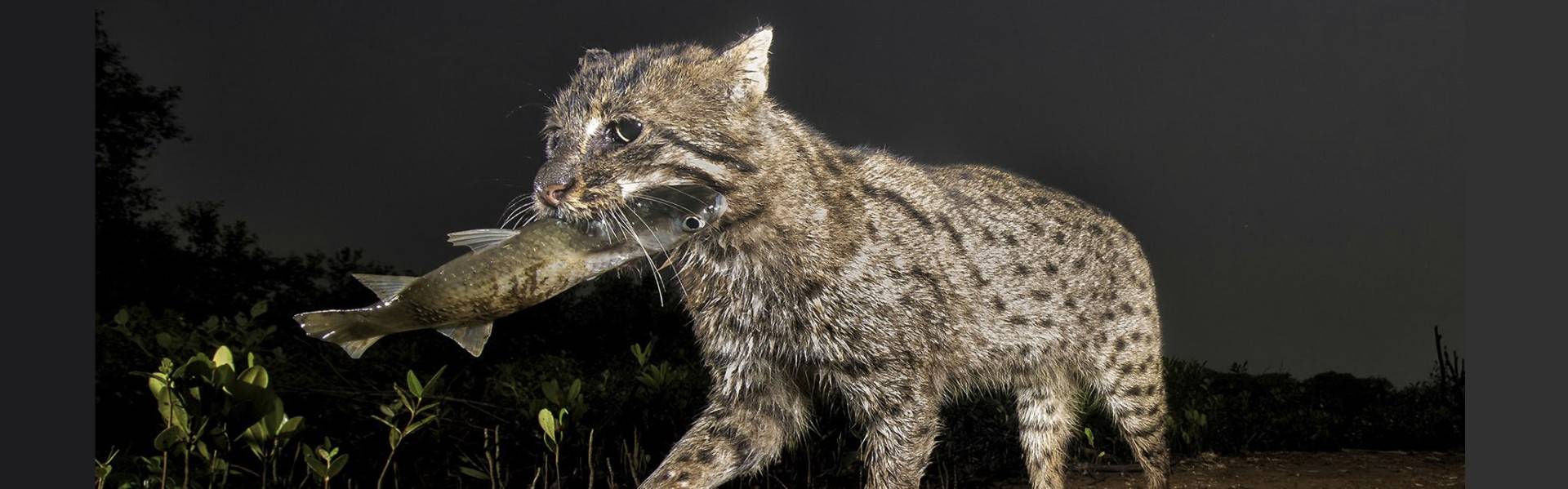 Fishing cat, Endangered Species, Wetland Habitat, Carnivore