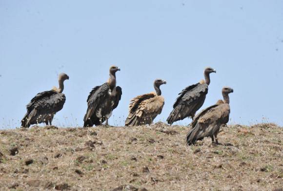 Anjaneri in Jeopardy