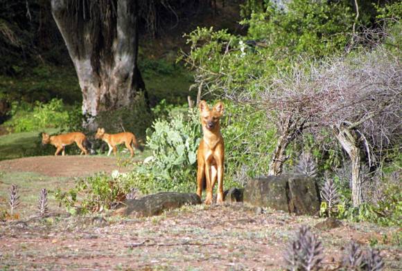 The Dhole: Up-close