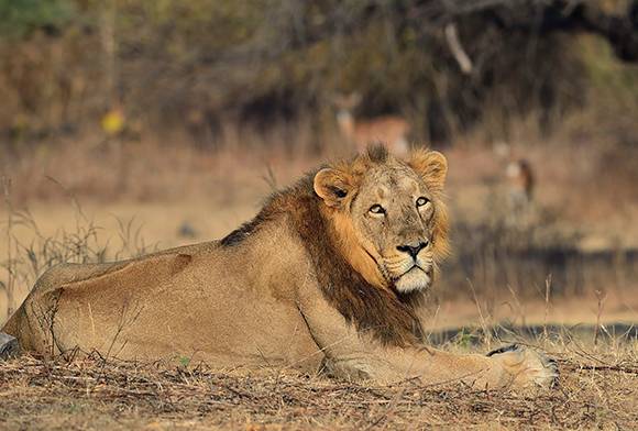 The Gir Lions: Panthera Leo Persica