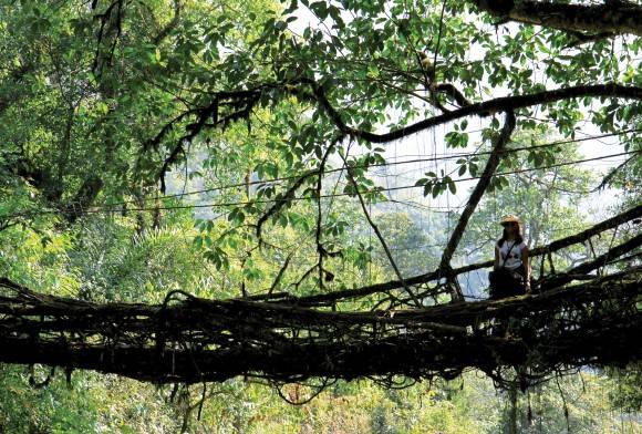 The Living Root Bridges Of Cherrapunjee