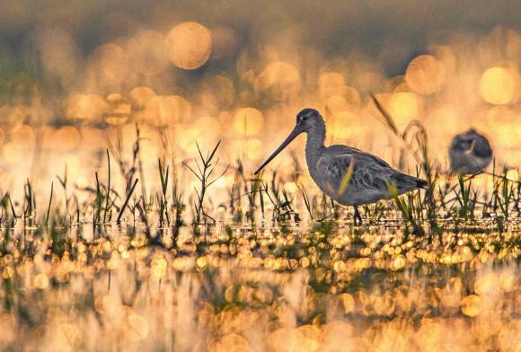 The Bhubaneswar Bird Walks