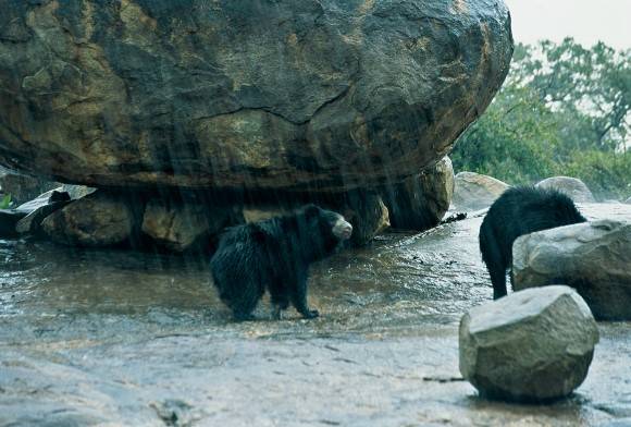 Daroji: Sloth Bear Sanctuary