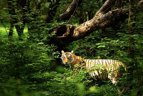 1,000 Days To Save The Tiger