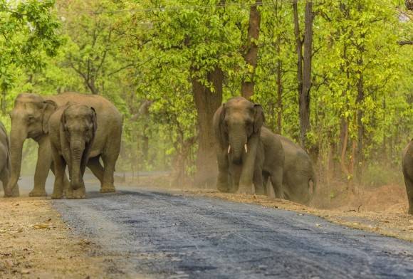 "Unscientific and Illogical": Chhattisgarh’s Elephant Conflict Strategy