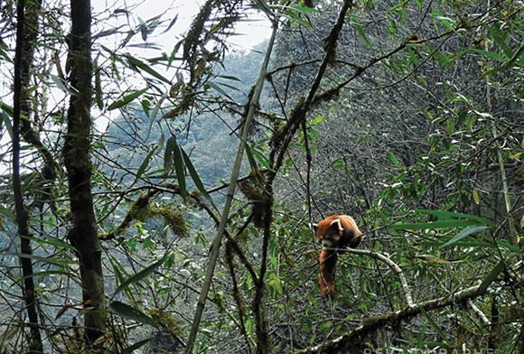 Singalila's Red Pandas