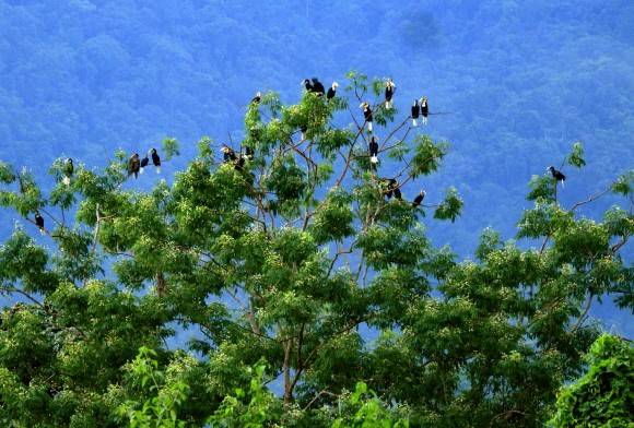 In Gratitude To The Eastern Himalaya
