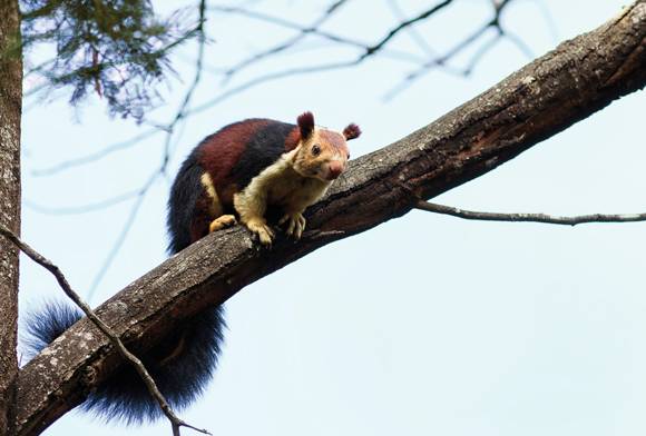 The Giant Squirrels Of Palani