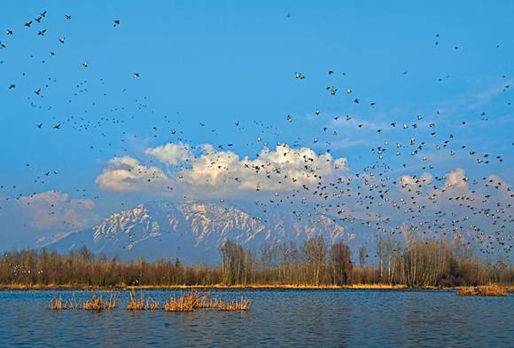 Kashmir’s Wetlands - Crying To Be Restored