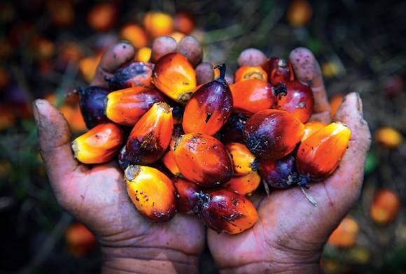 The Oil Palm Paradox