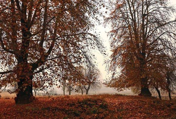 Portrait Of A Tree On Fire: The Kashmir Chinar