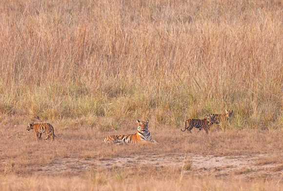 Tales from Tadoba