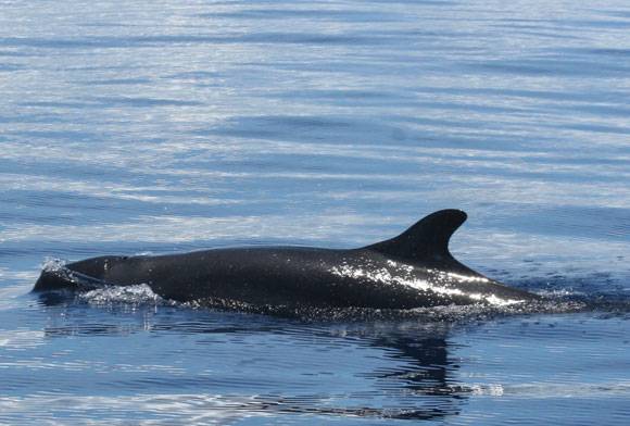 The Cetacean Beauties Of Great Nicobar