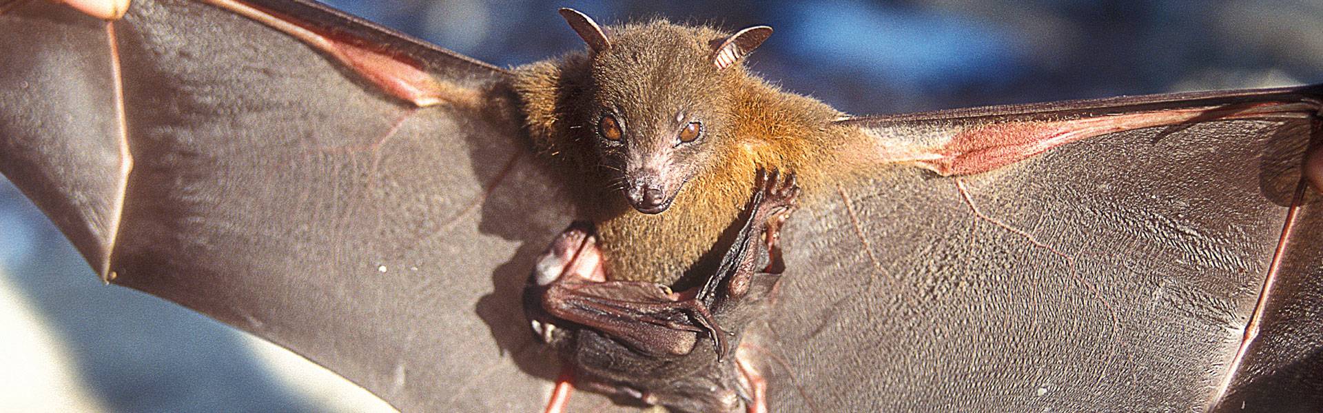 Exploring The Bats Of Nicobar