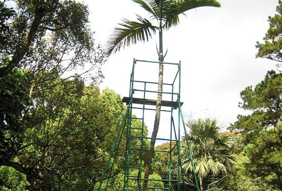 The Imperiled Nicobar Palm