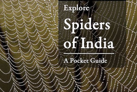 Book Review: Explore Spiders Of India: A Pocket Guide