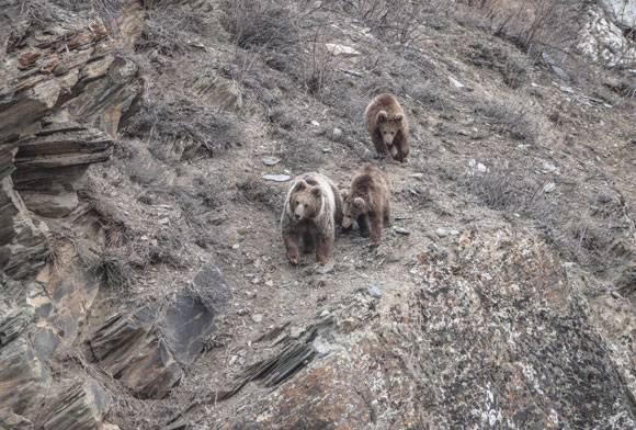 Early Risers: Climate Change And Himalayan Brown Bear Hibernation