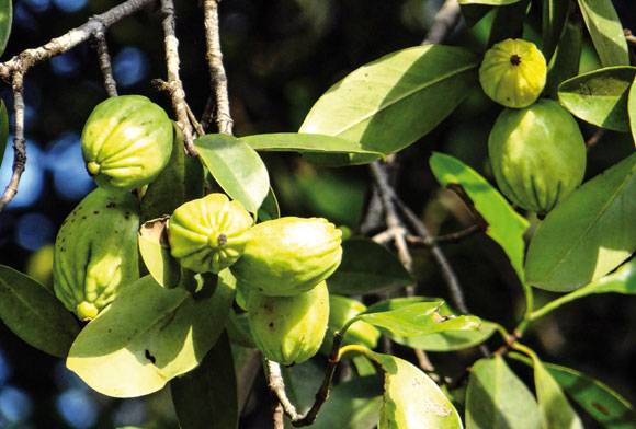Of Kokum And Its Cousins