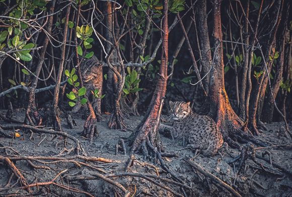 Of Lesser-Known Stripes Among Tangled Roots