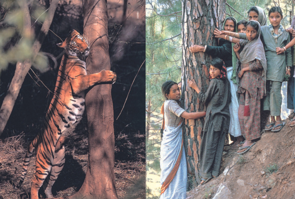 Fifty Years of the Chipko Andolan