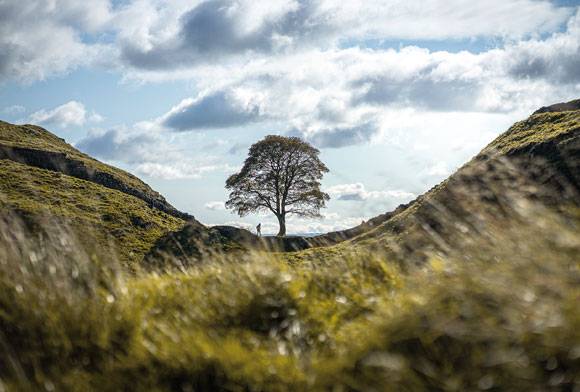 Landmark Trees
