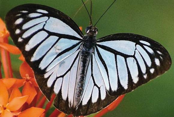 Book Review: Butterflies Of Chennai: A Comprehensive Field Guide