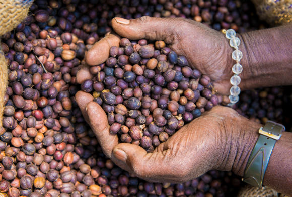 Brewing Biodiversity: The Secret of Truly Special Artisanal Coffee